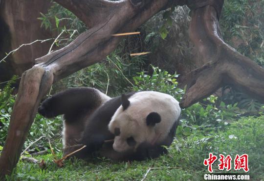 D顰似(c)L z
